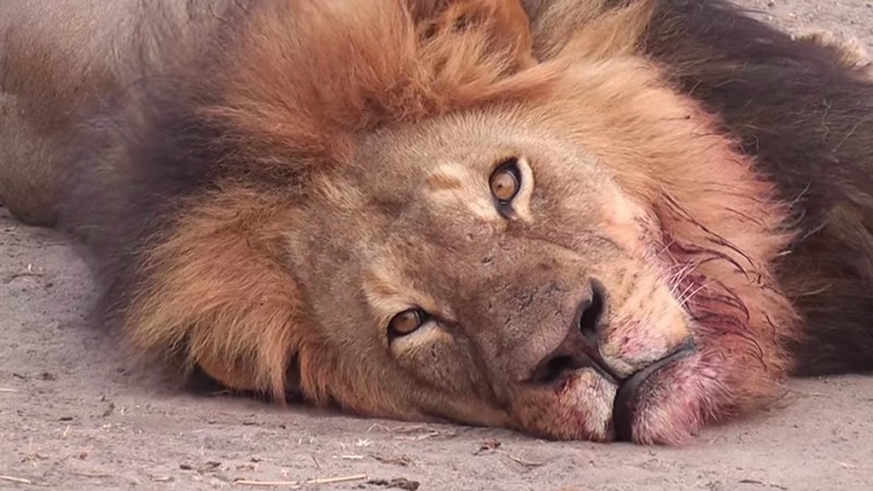 walter palmer cecil lion löwe simbabwe getötet jagd safari hwange nationalpark Maskottchen grosswildjagd jäger Zahnarzt Theo Bronkhorst Pfeil und Bogen sozialisierung männlichkeitswahn