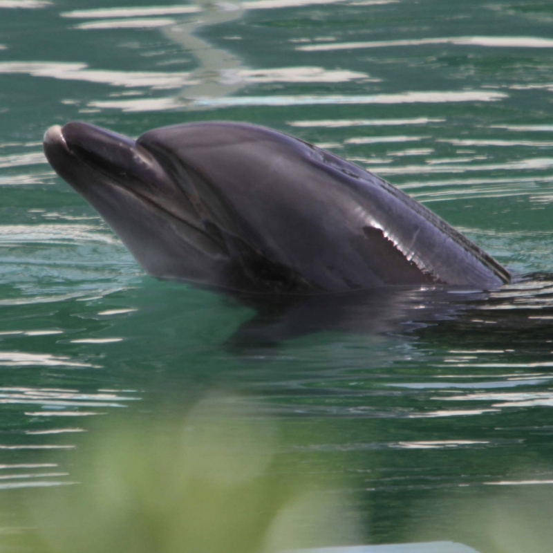 Honey the lonely dolphin, Honey der einsame Delfin Delphin Choshi Chiba Prefecture Japan_japanese Association of Zoos and Aquariums Nubosaki Marine Park Aquarium
